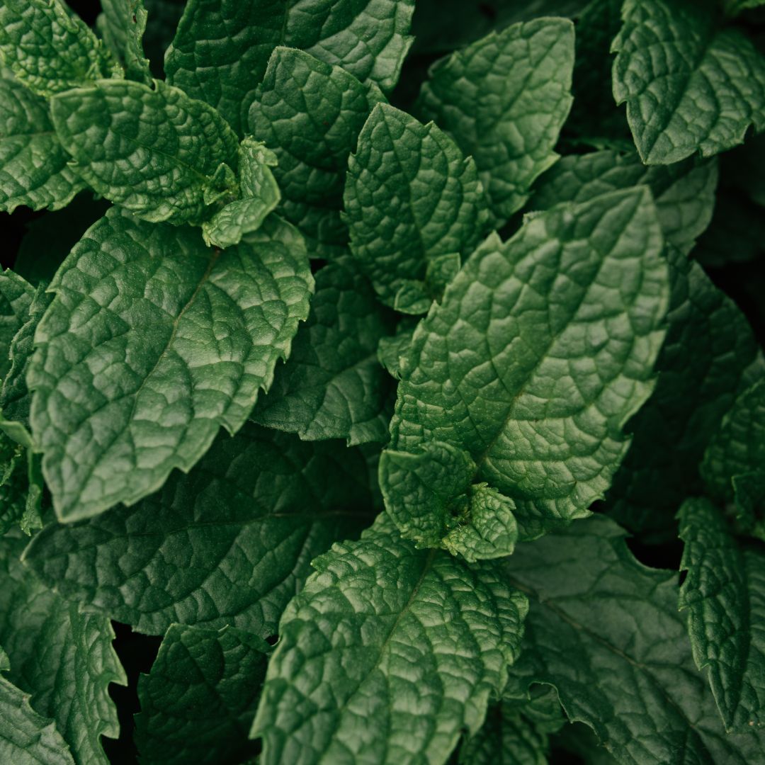 Peppermint Supreme Essential Oil